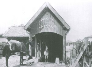 Hydrothérapie des chevaux de sport