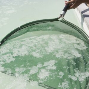 Sel de Salies-de-Béarn